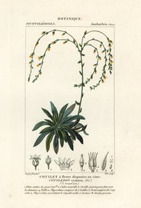 Canyon-Lebensdauer, Dudleya cymosa