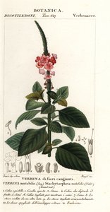 Veränderlicher Samtbeere, Stachytarpheta mutabilis