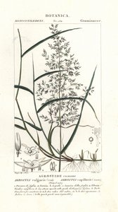 Gewöhnliches Rispengras, Agrostis capillaris
