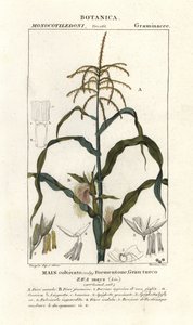 Mais, Zea mays