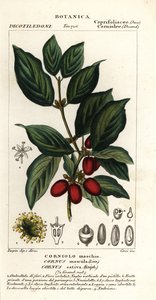 Kornelkirsche, Cornus mas