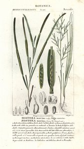 Seegras, Zostera marina