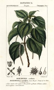 Falsche Brennnessel, Boehmeria caudata von Stanghi Stanghi