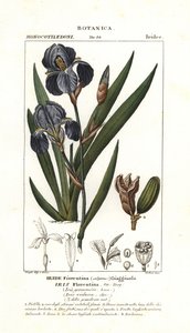 Florentiner Schwertlilie, Iris germanica var florentina von Stanghi Stanghi