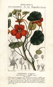 Kapuzinerkresse, Tropaeolum majus
