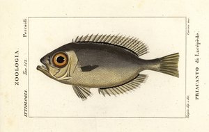 Glasaugen-Rotaugen, Heteropriacanthus cruentatus