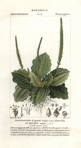 Breitwegerich, Plantago major von Stanghi Stanghi