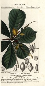 Indische Mandel, Terminalia catappa