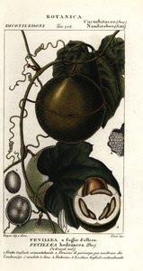 Javillo oder Gegengift-Kakoonfrucht, Fevillea cordifolia von Stanghi Stanghi