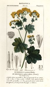 Jungia paniculata von Stanghi Stanghi