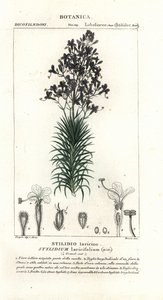 Lärchenblättriger Triggerplant, Stylidium laricifolium von Stanghi Stanghi