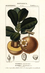 Mammee-Apfel, Mammea americana von Stanghi Stanghi
