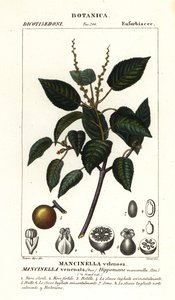 Manchinelbaum oder Strandapfelbaum, Hippomane mancinella von Stanghi Stanghi