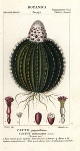 Melonenkaktus, Melocactus caroli-linnaei