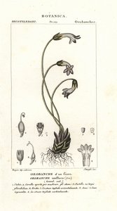 Einblütige Sommerwurz, Orobanche uniflora von Stanghi Stanghi