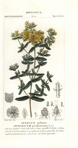 Echtes Johanniskraut, Hypericum perforatum von Stanghi Stanghi