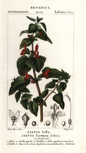 Glänzendblättriger Salbei, Salvia formosa