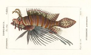 Fahnenbarsch, Pterois antennata