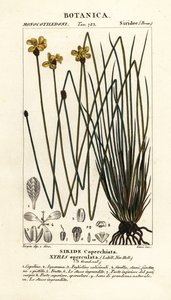 Hohe gelbe Augenblume, Xyris operculata