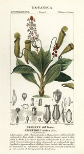 Tropische Kannenpflanze, Nepenthes distillatoria