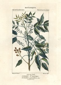 Terpentinbaum, Bursera simaruba