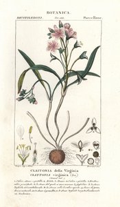 Virginia-Frühlingsschönheit, Claytonia virginica von Stanghi Stanghi