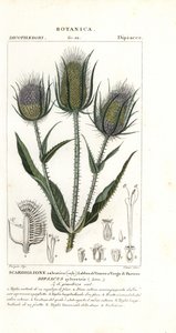 Wilde Karde oder Weberkarde, Dipsacus fullonum