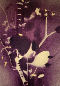 Tiefviolette Botanicals von Stefano Mazzolini