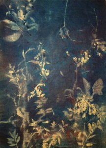 Ätherische Blaue Botanicals