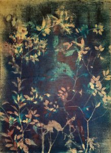 Ätherische Blaue Botanicals