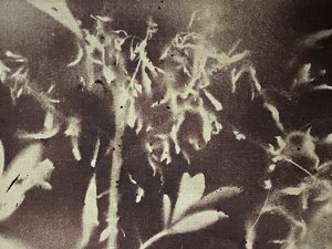 Vintage Botanische Silhouetten