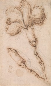 Studie von Nelken und Rosen