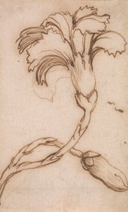 Studie von Nelken und Rosen