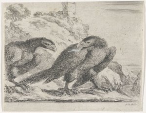 Adler nach rechts laufend, zurückblickend auf anderen Adler (Adler-Serie)