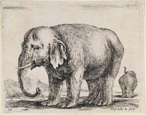 Elefant von Stefano della Bella