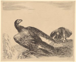 Flügelspreizender und fressender Adler, Blatt 4 der Folge "Adler" von Stefano della Bella