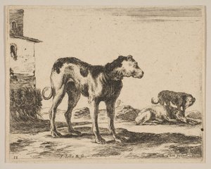 Platte 11: Hunde, aus Verschiedene Tiere Diversi animali von Stefano della Bella
