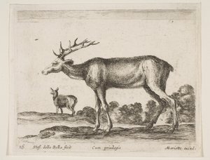 Hirsch, aus Verschiedene Tiere Diversi animali, ca. 1641 von Stefano della Bella