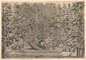 Baum mit zwei Wendeltreppen von Stefano della Bella