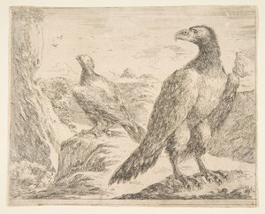 Zwei Adler, aus Eagles Les aigles, ca. 1651 von Stefano della Bella