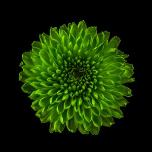 Chrysantheme Nr. 01, 2020