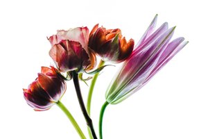 Gruppe von vier Blumen