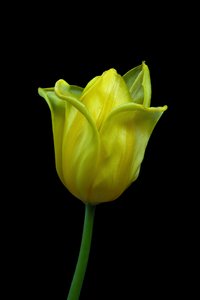 Gelbe Tulpe Nr. 02, 2021