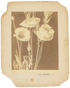 Mohnblumen, ca. 1898-1920 (s/w Foto)