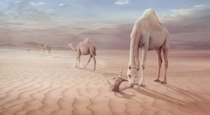 Arabische Wüste Kamele von Sulaiman Almawash