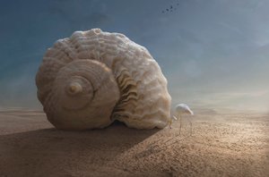 Flamingo und Riesenschnecke von Sulaiman Almawash