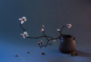 Zen Magnolienblüte von Summer2016