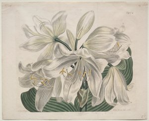 The Botanical Magazine or Flower Garden Displayed: Weiße Kap-Küsten-Lilie von Sydenham Edwards