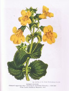 Affe Blume, Natur in Großbritannien veröffentlicht von Collins 1946 (Farblitho)
