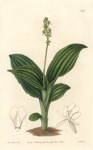 Afrikanische Liparis-Orchidee von Sydenham Teast Edwards